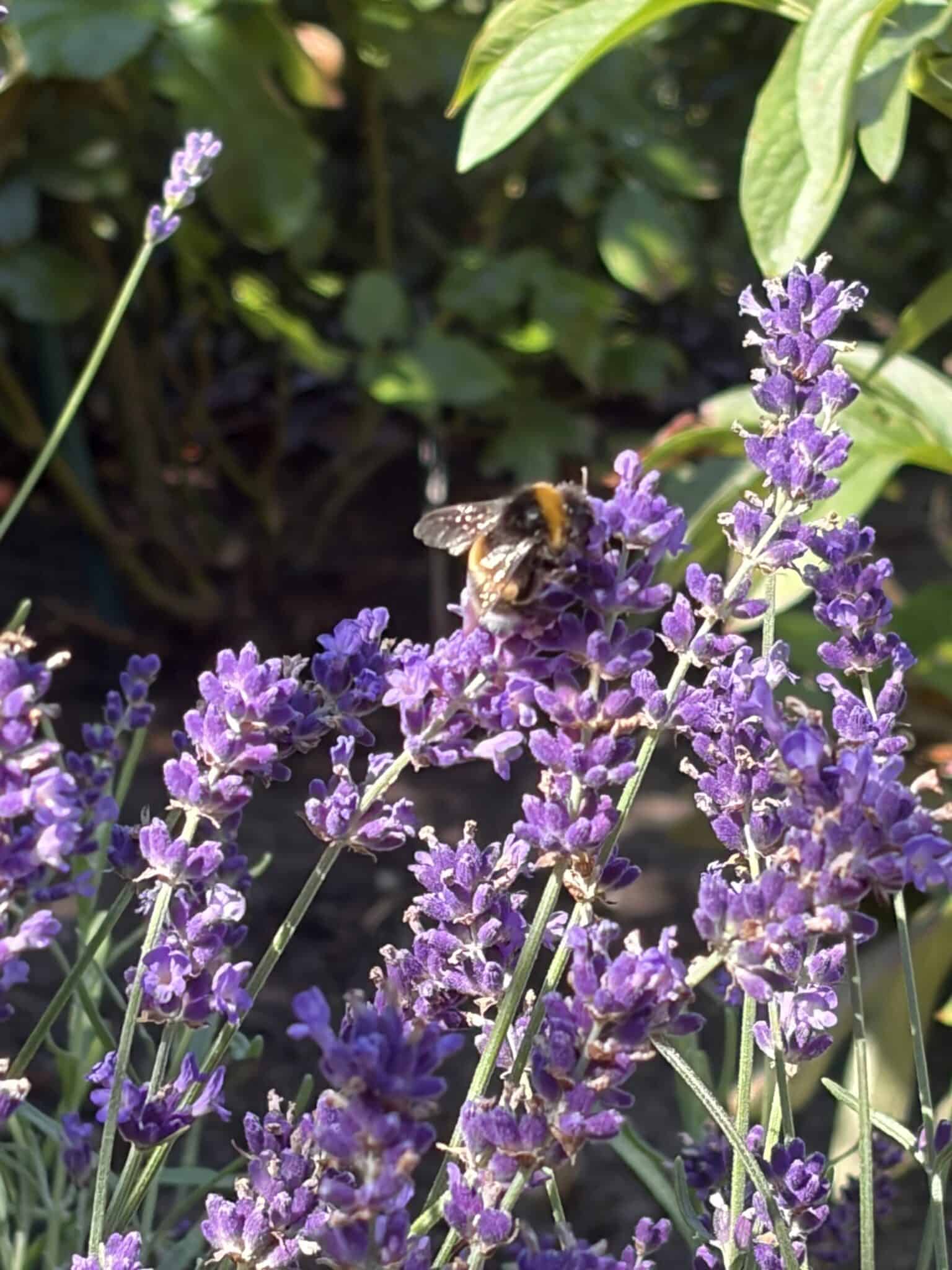 Biene sammelt Nektar auf Lavendelblüten im Garten.